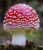 mushroom, fly agaric, toxic-5892663.jpg