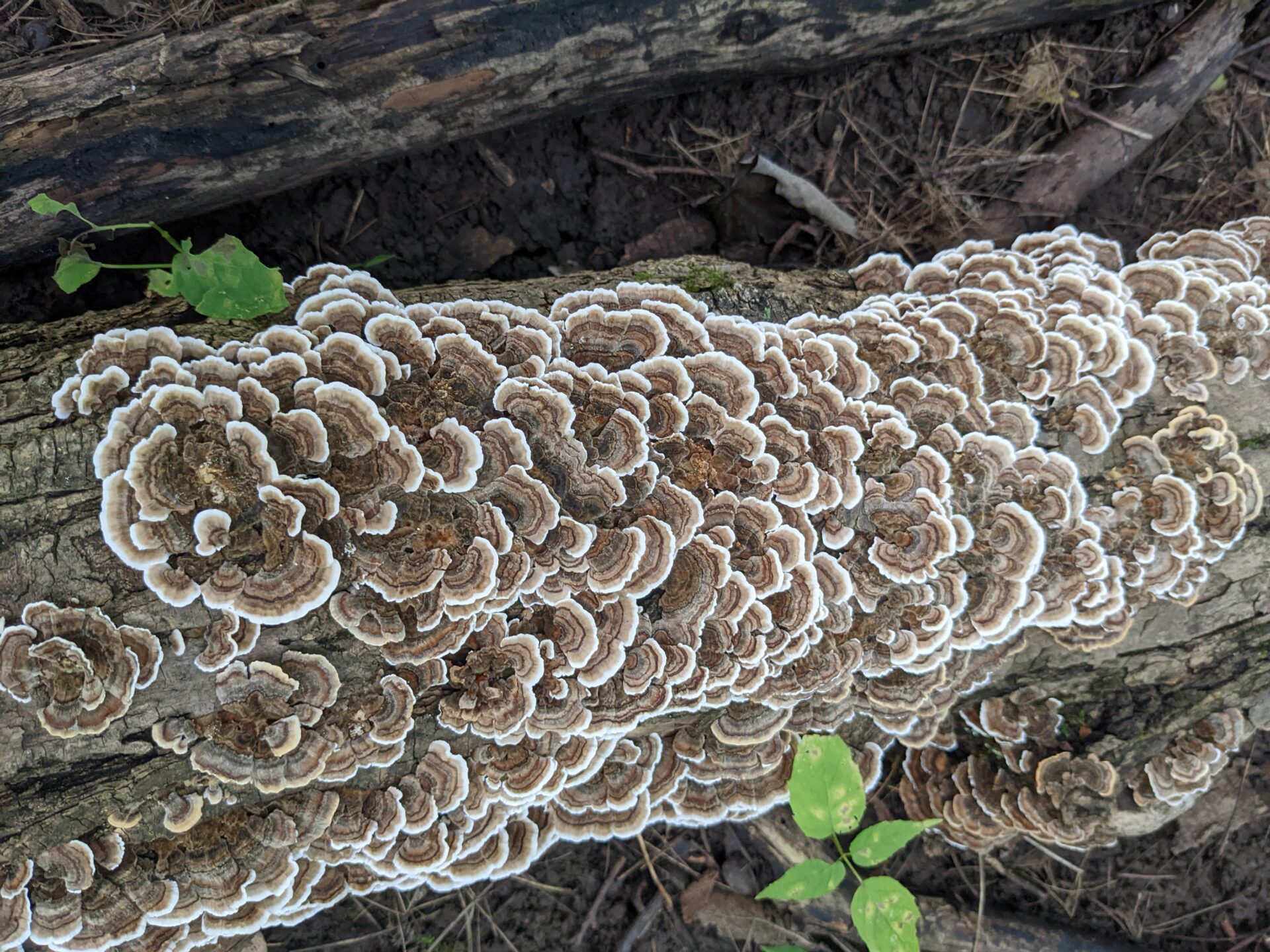Turkey-Tail-Mushroom-Log